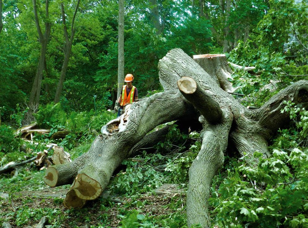 Sp&eacute;cialiste en arboriculture, expert en abattage d'arbre dans la r&eacute;gion de Montr&eacute;al, Laval, rive-nord et Laurentides