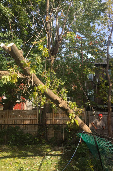 Service d'urgence d'abattage d'arbre &agrave; la suite de temp&ecirc;te de vent, de neige et de verglas. R&eacute;gion Montr&eacute;al, Laval et Rive-Nord.