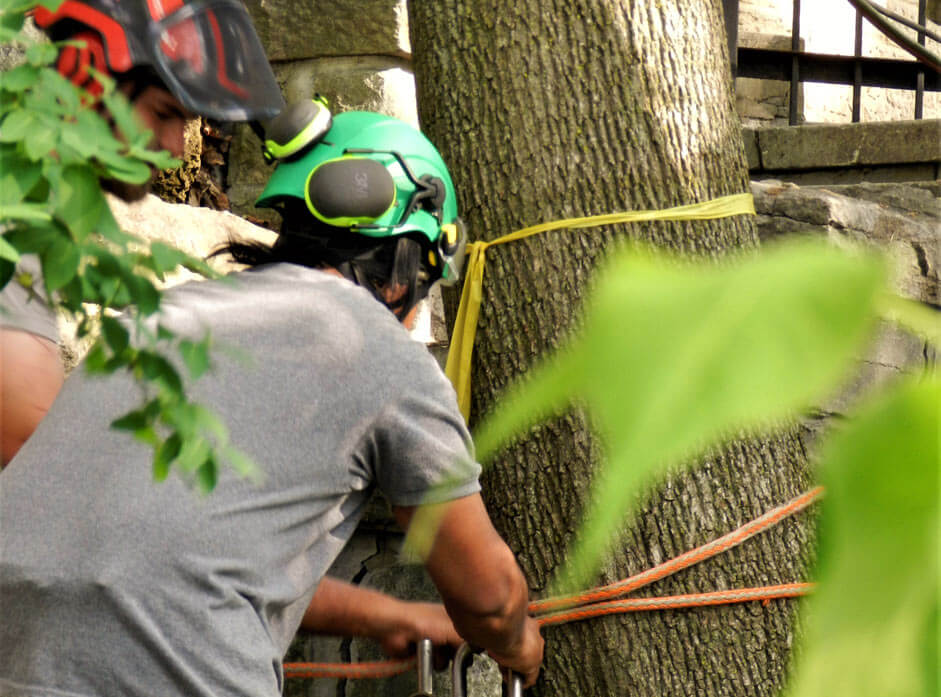 Agrile du fr&ecirc;ne, maladie arbres, abattage s&eacute;curitaire &agrave; Montr&eacute;al, Laval, Rive-Nord, Laurentides