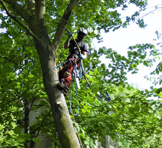 L'équipe de l'Émondeur Urbain