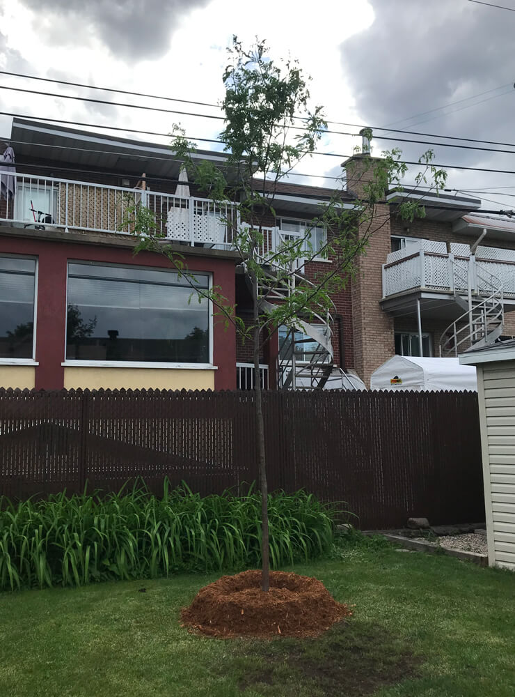 Service de plantation d'arbres par des sp&eacute;cialistes en arboriculture. R&eacute;gion de Montr&eacute;al, Laval, Rive-Sud et Rive-Nord.