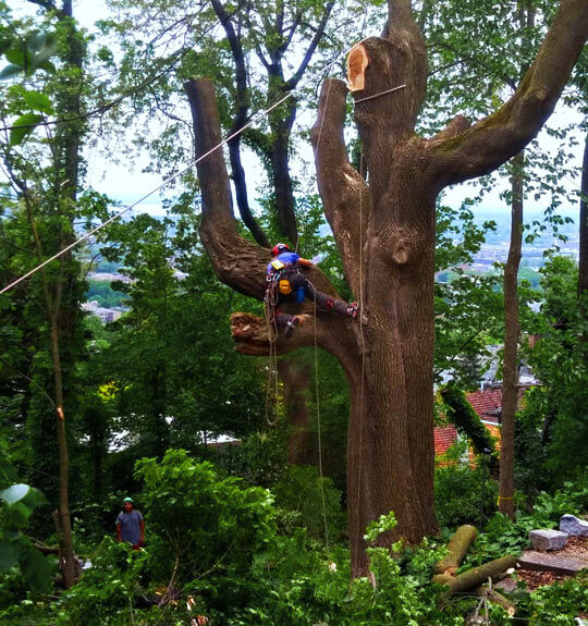 Service émondage, élagage, abattage